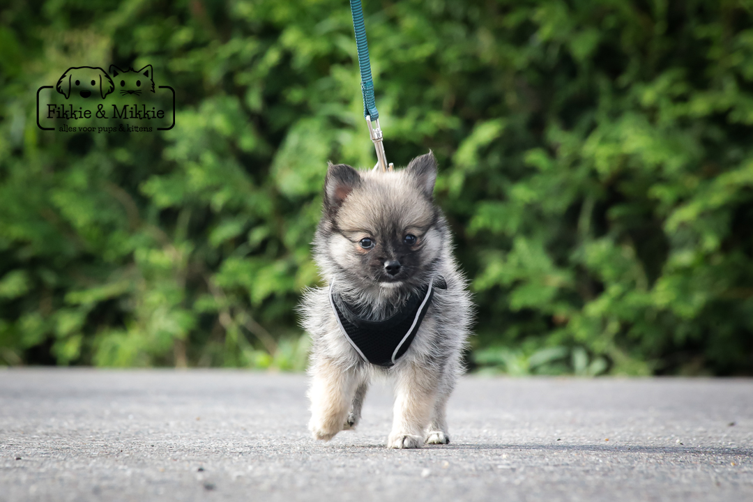 pup wandelen