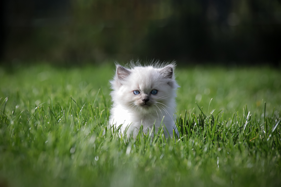 kitten gras
